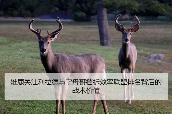 雄鹿关注利拉德与字母哥挡拆效率联盟排名背后的战术价值